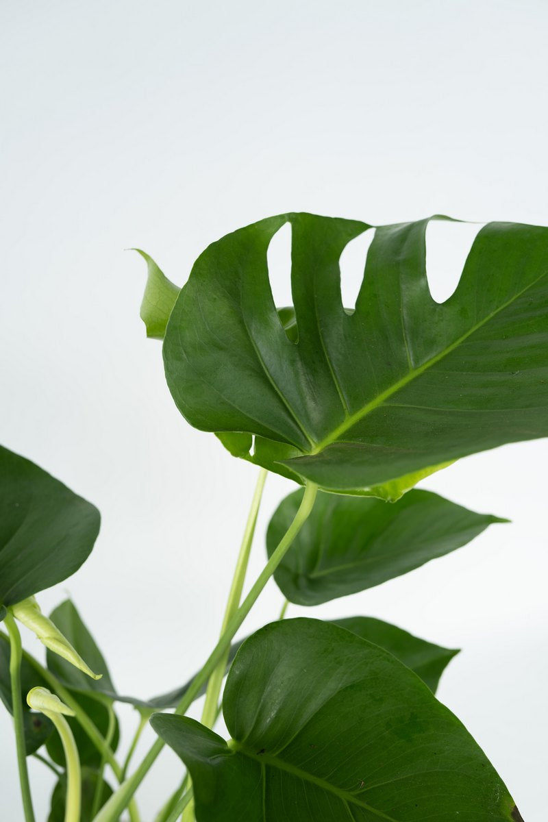 Monstera Deliciosa Grande – Plante D’Intérieur