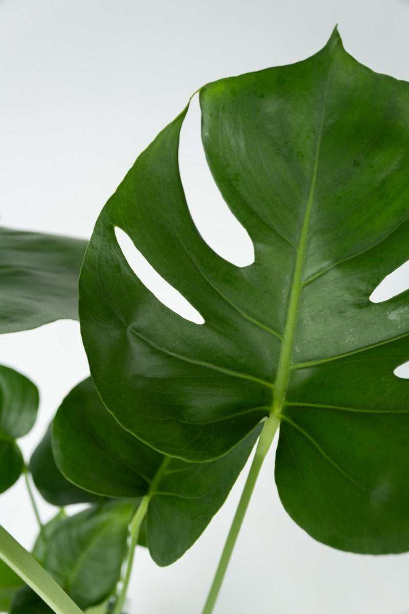 Monstera Deliciosa Grande – Plante D’Intérieur