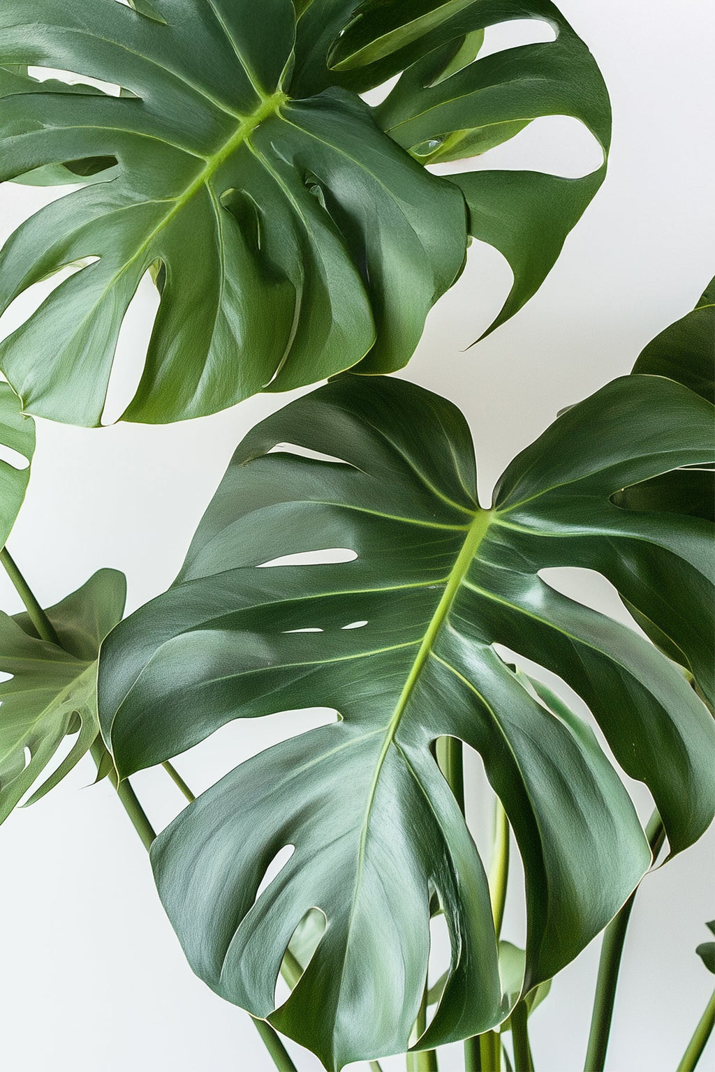 Monstera Deliciosa Grande – Plante D’Intérieur