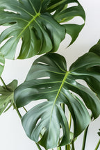 Monstera Deliciosa Grande – Plante D’Intérieur