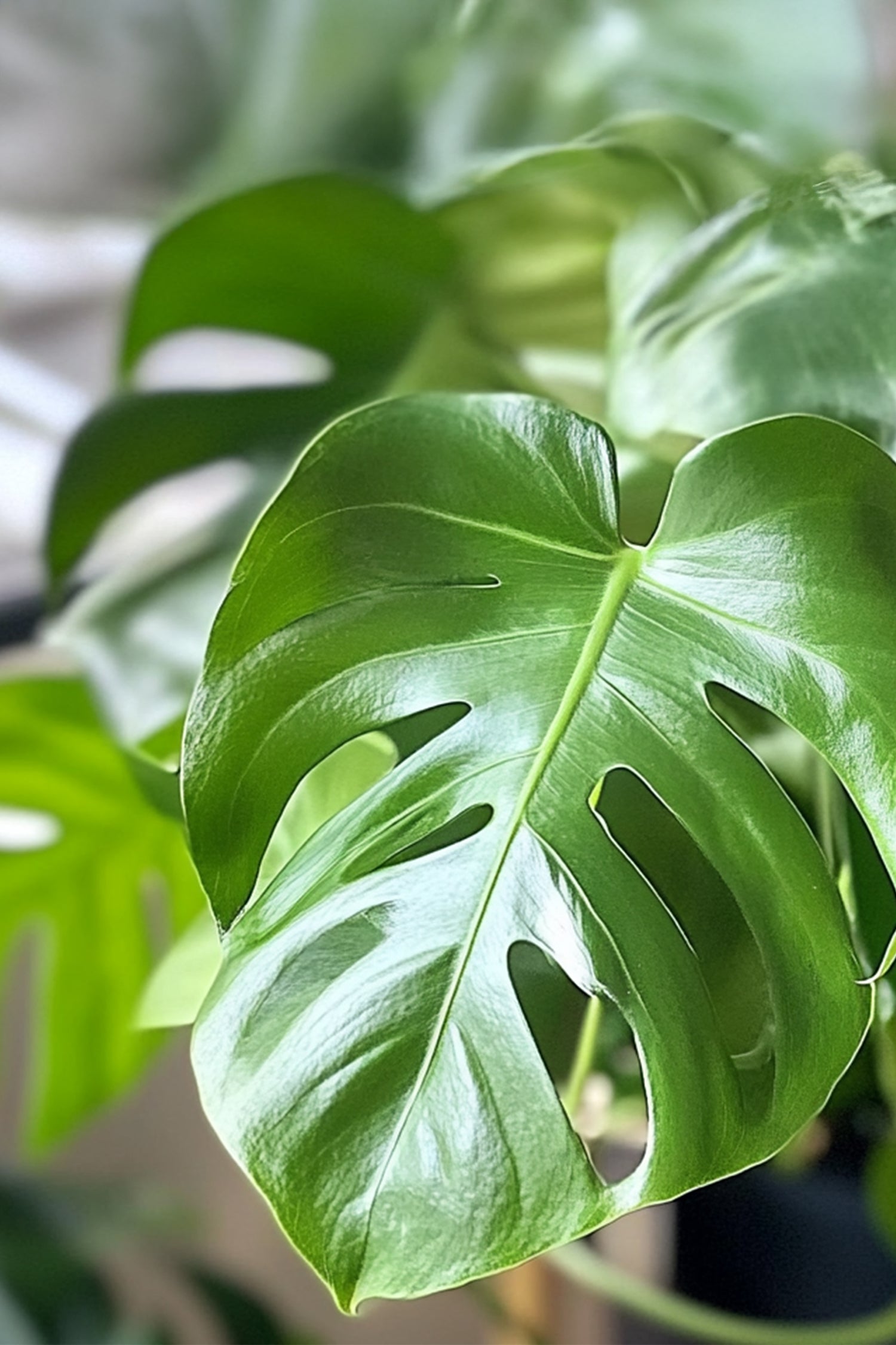 Monstera Deliciosa Grande – Plante D’Intérieur