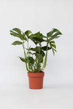 Monstera Deliciosa Grande – Plante D’Intérieur