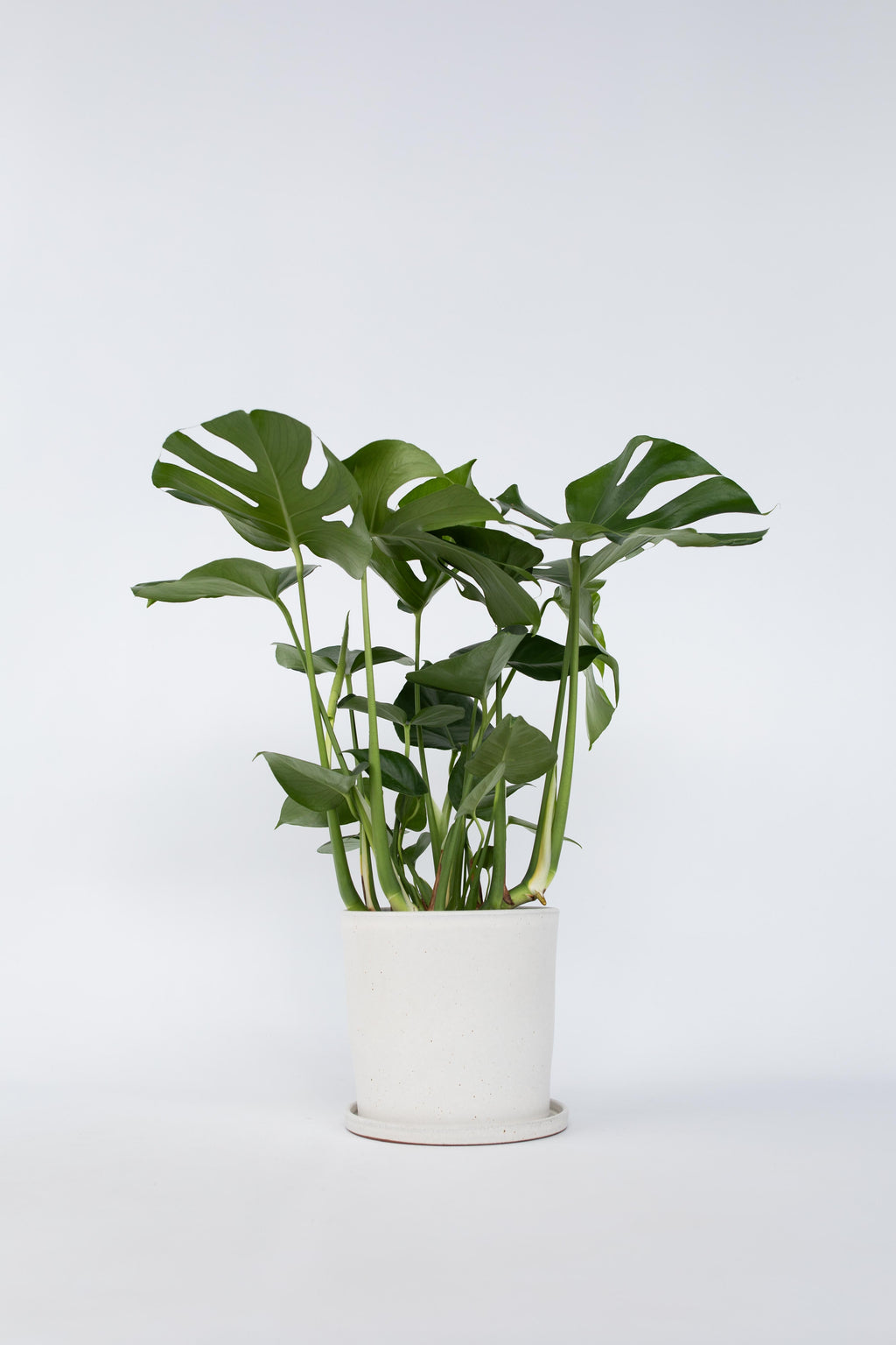 Monstera Deliciosa Grande – Plante D’Intérieur