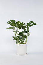 Monstera Deliciosa Grande – Plante D’Intérieur