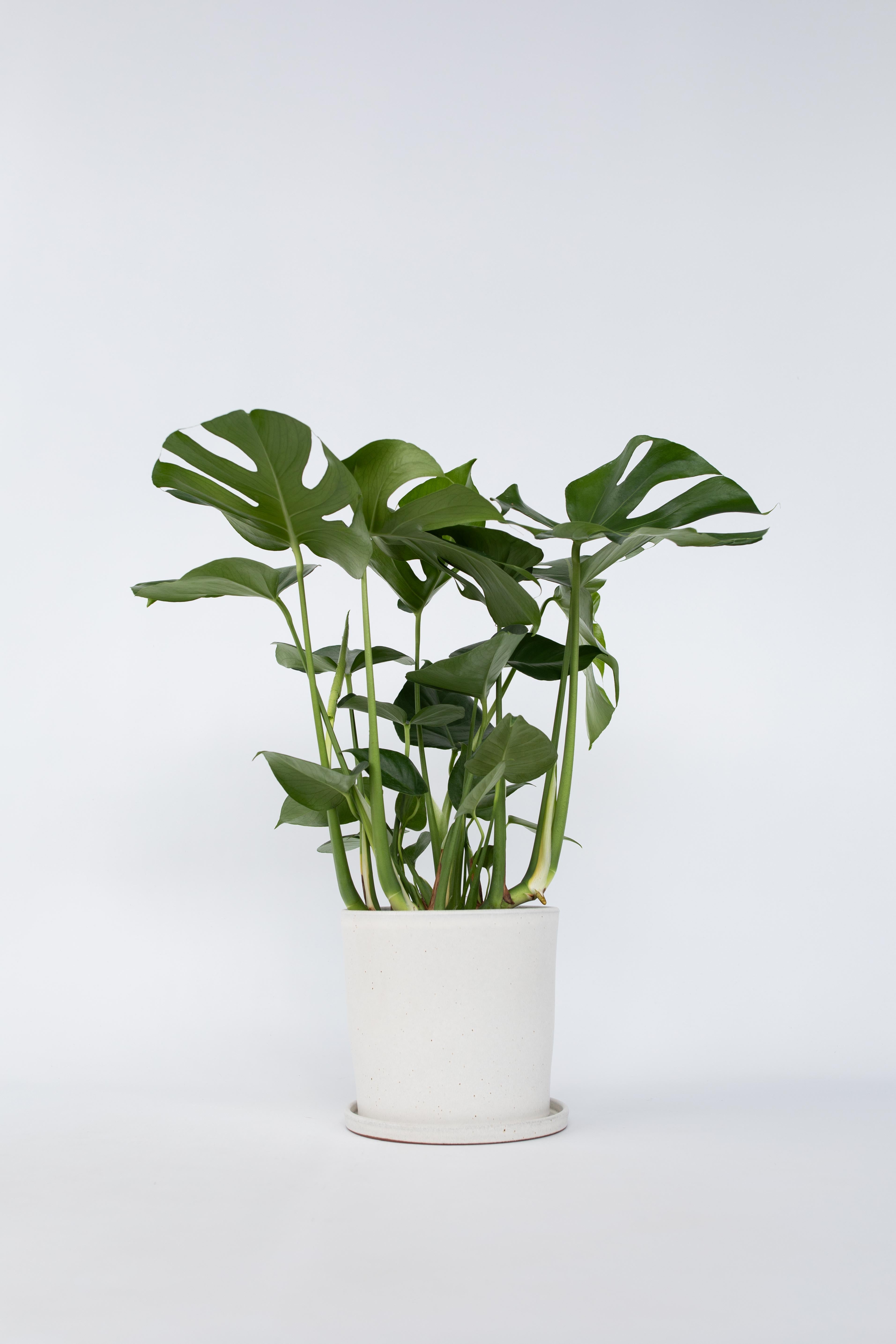 Monstera Deliciosa Grande – Plante D’Intérieur