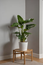 Grand Strelitzia « Oiseau De Paradis » – Plante D’Intérieur