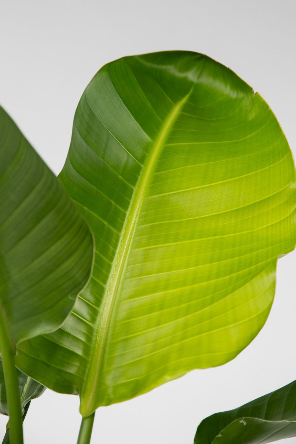 Grand Strelitzia « Oiseau De Paradis » – Plante D’Intérieur