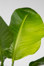 Grand Strelitzia « Oiseau De Paradis » – Plante D’Intérieur