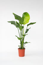 Grand Strelitzia « Oiseau De Paradis » – Plante D’Intérieur
