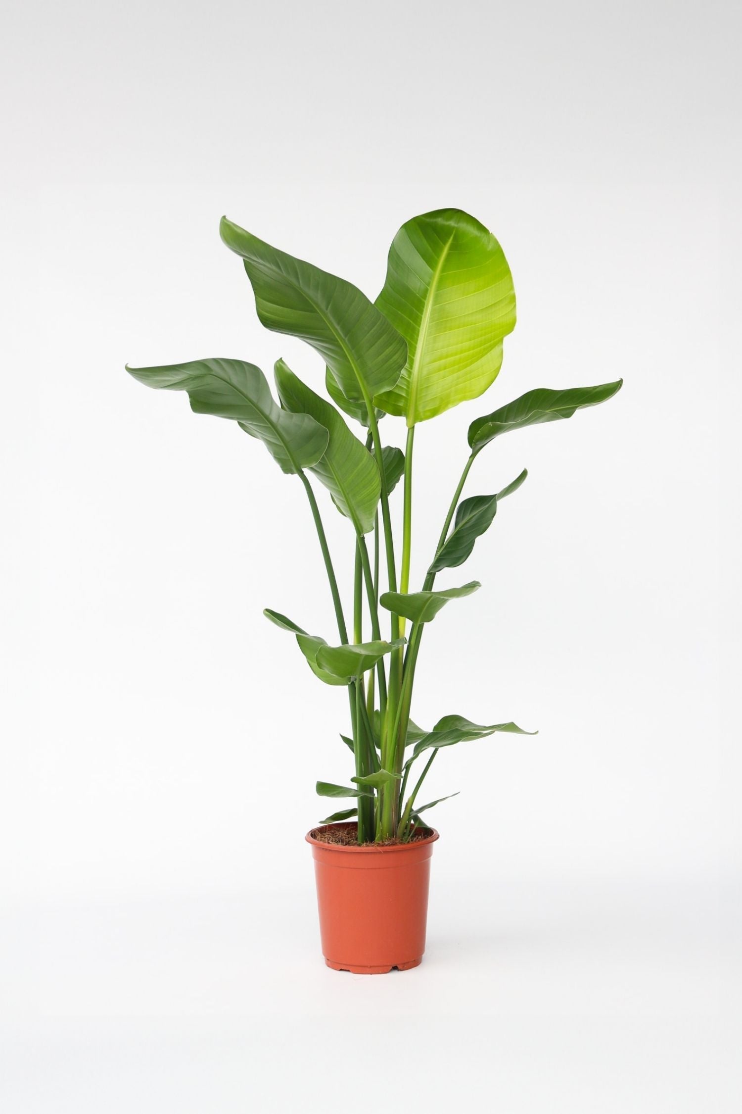 Grand Strelitzia « Oiseau De Paradis » – Plante D’Intérieur