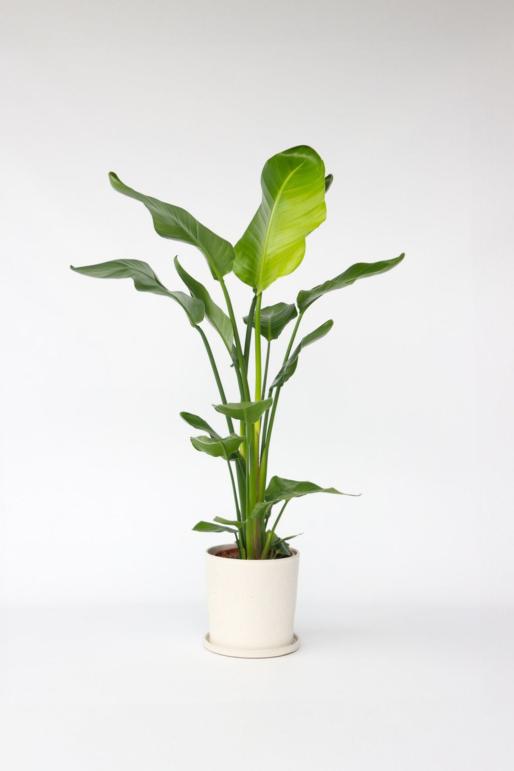 Grand Strelitzia « Oiseau De Paradis » – Plante D’Intérieur