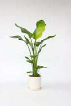 Grand Strelitzia « Oiseau De Paradis » – Plante D’Intérieur