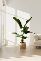 Bananier Xl Musa Cavendish – Plante D’Intérieur