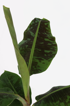 Bananier Xl Musa Cavendish – Plante D’Intérieur