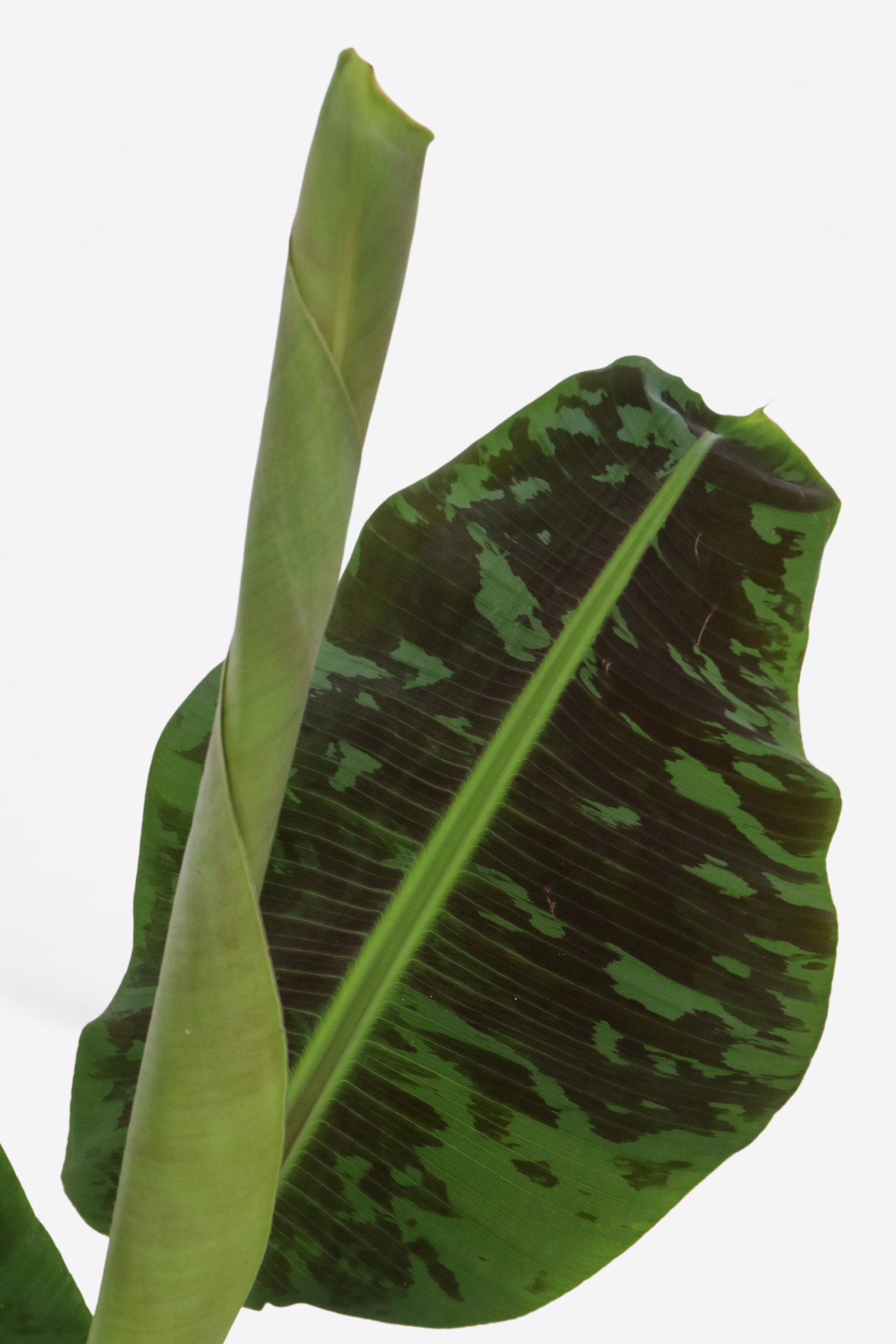 Bananier Xl Musa Cavendish – Plante D’Intérieur