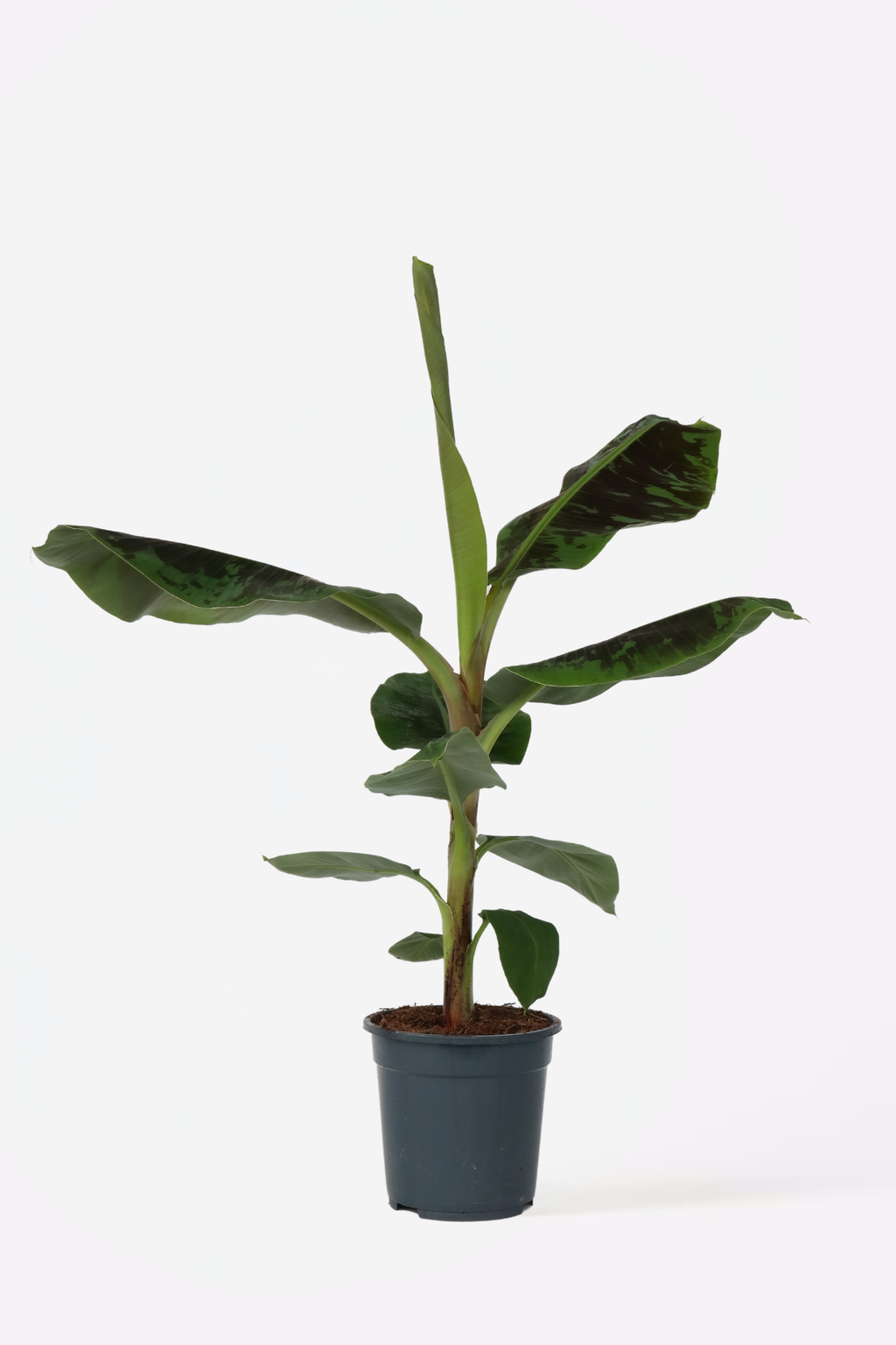 Bananier Xl Musa Cavendish – Plante D’Intérieur