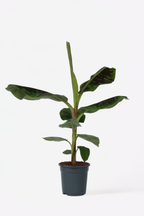 Bananier Xl Musa Cavendish – Plante D’Intérieur