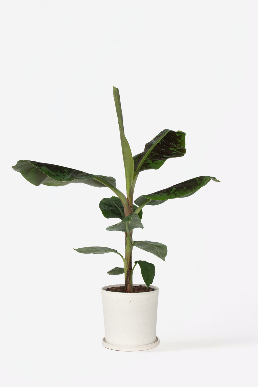 Bananier Xl Musa Cavendish – Plante D’Intérieur