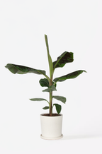Bananier Xl Musa Cavendish – Plante D’Intérieur
