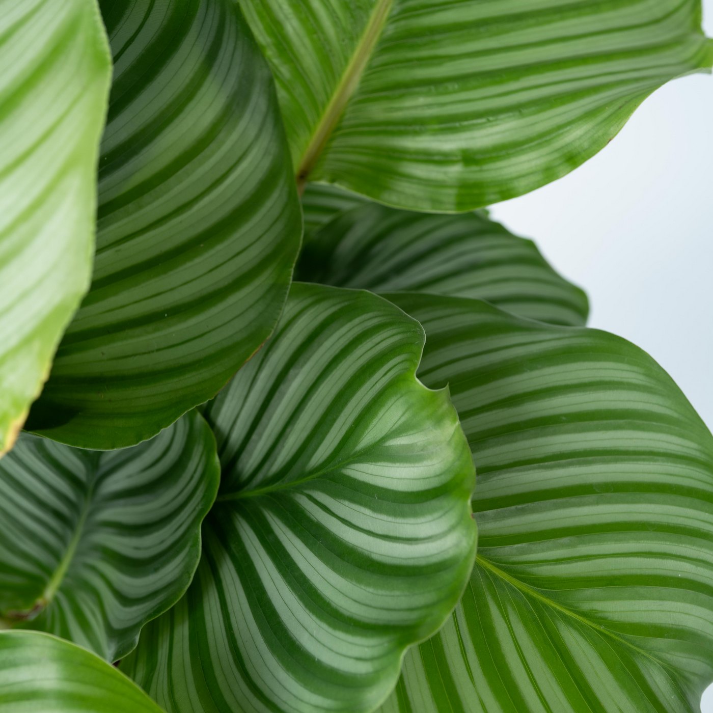 Calathéa Orbifolia – Plante D'Intérieur