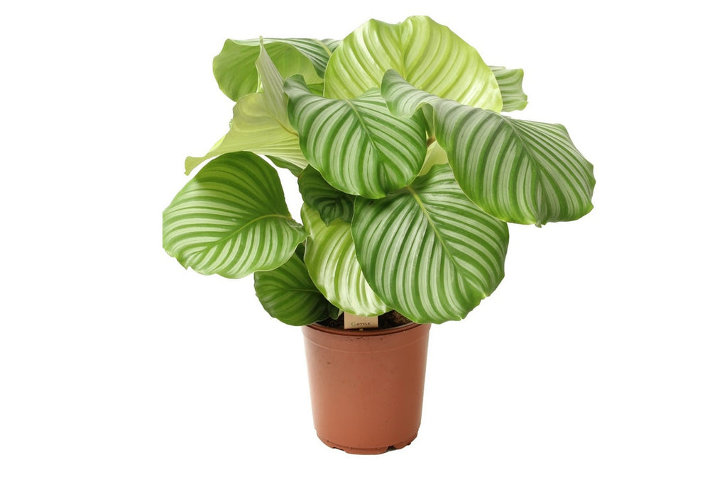 Calathéa Orbifolia – Plante D'Intérieur