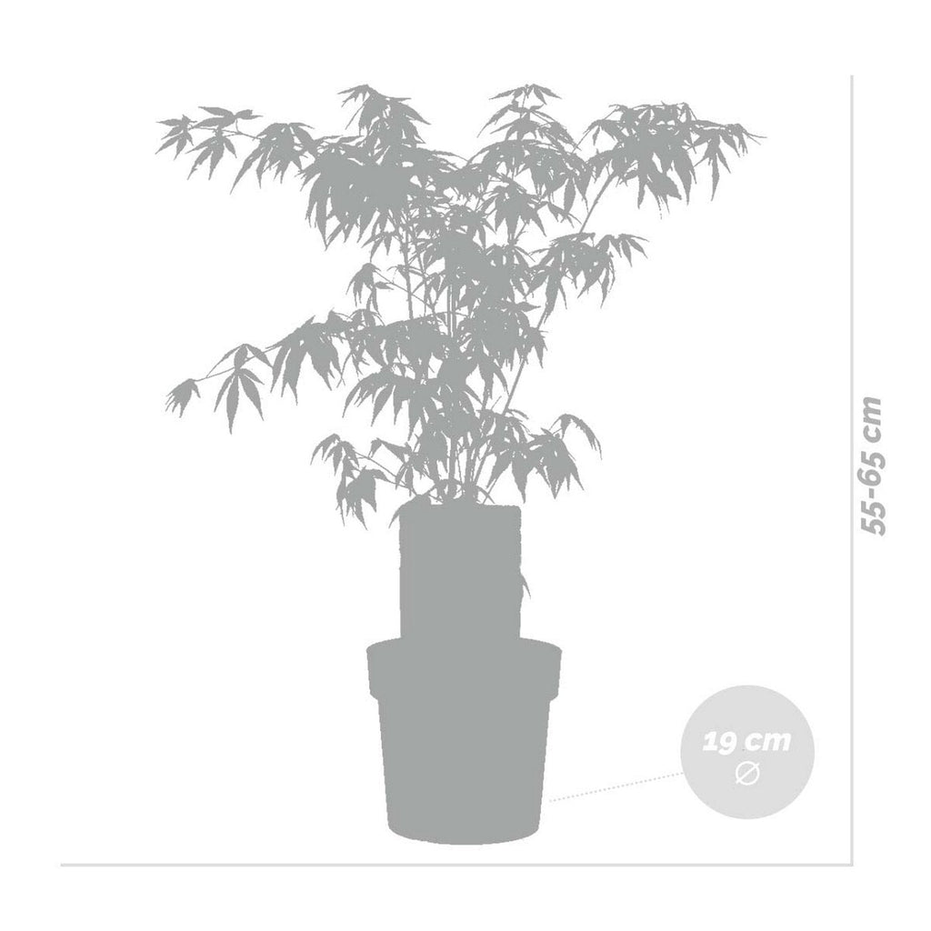 Érable Du Japon - Acer Atropurpureum – Plante D'Extérieur