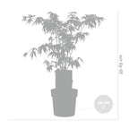 Érable Du Japon - Acer Atropurpureum – Plante D'Extérieur
