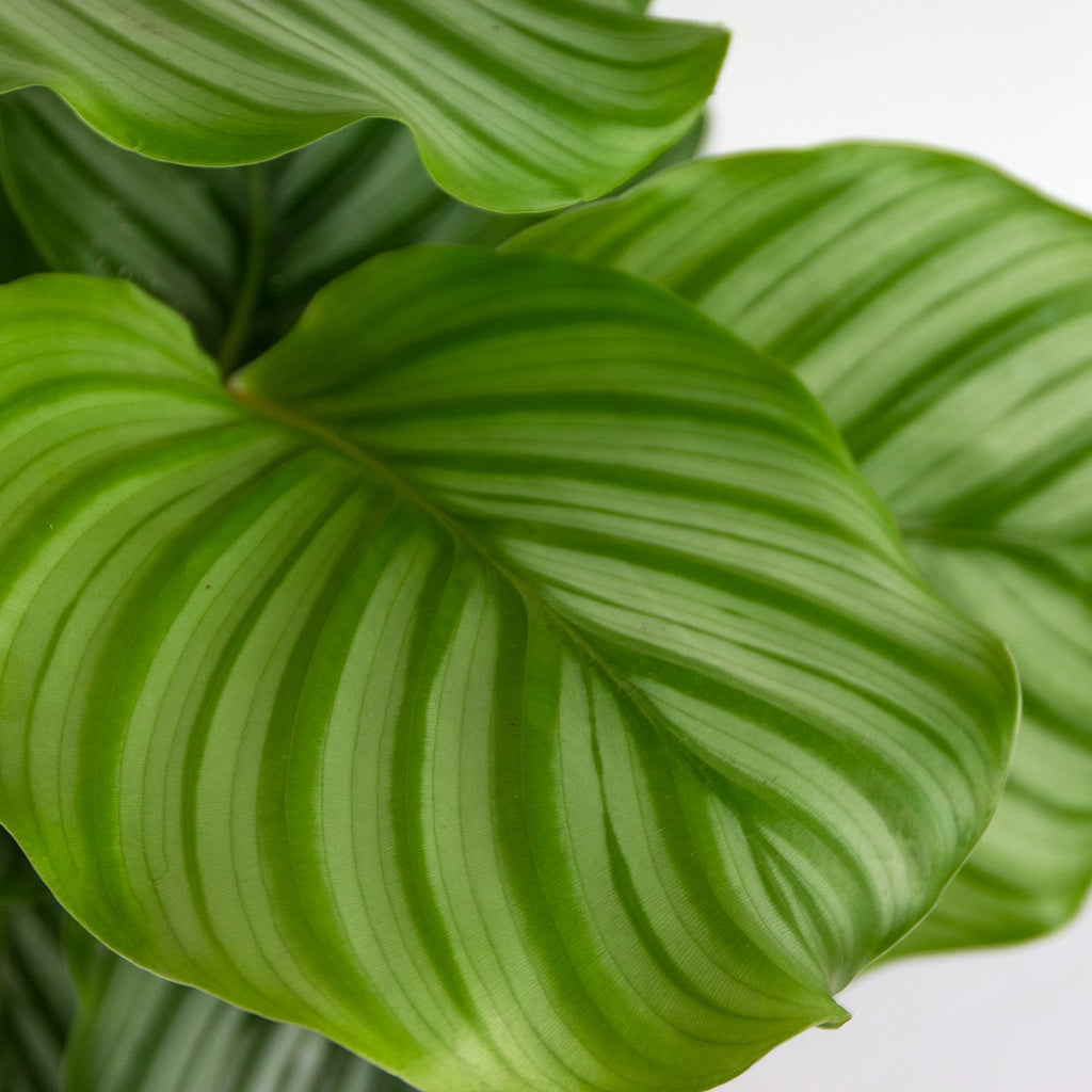 Calathéa Orbifolia – Plante D'Intérieur