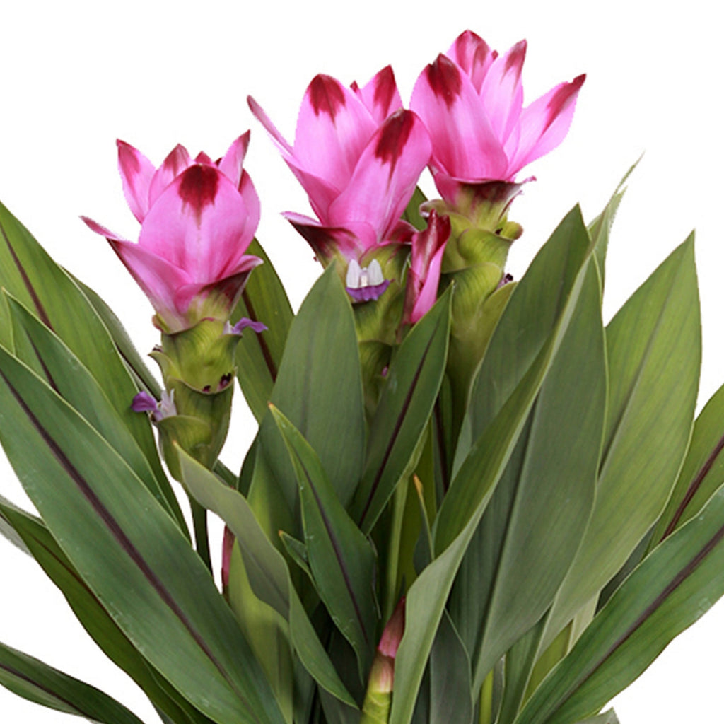 Curcuma Siam – Plante D'Intérieur