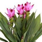 Curcuma Siam – Plante D'Intérieur