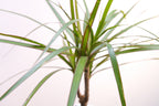 Dracaena Marginata – Plante D'Intérieur