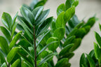 Zamioculcas Zz – Plante D'Intérieur