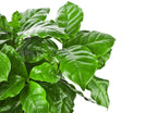 Lot De 2 Caféiers Arabica – Plante D'Intérieur