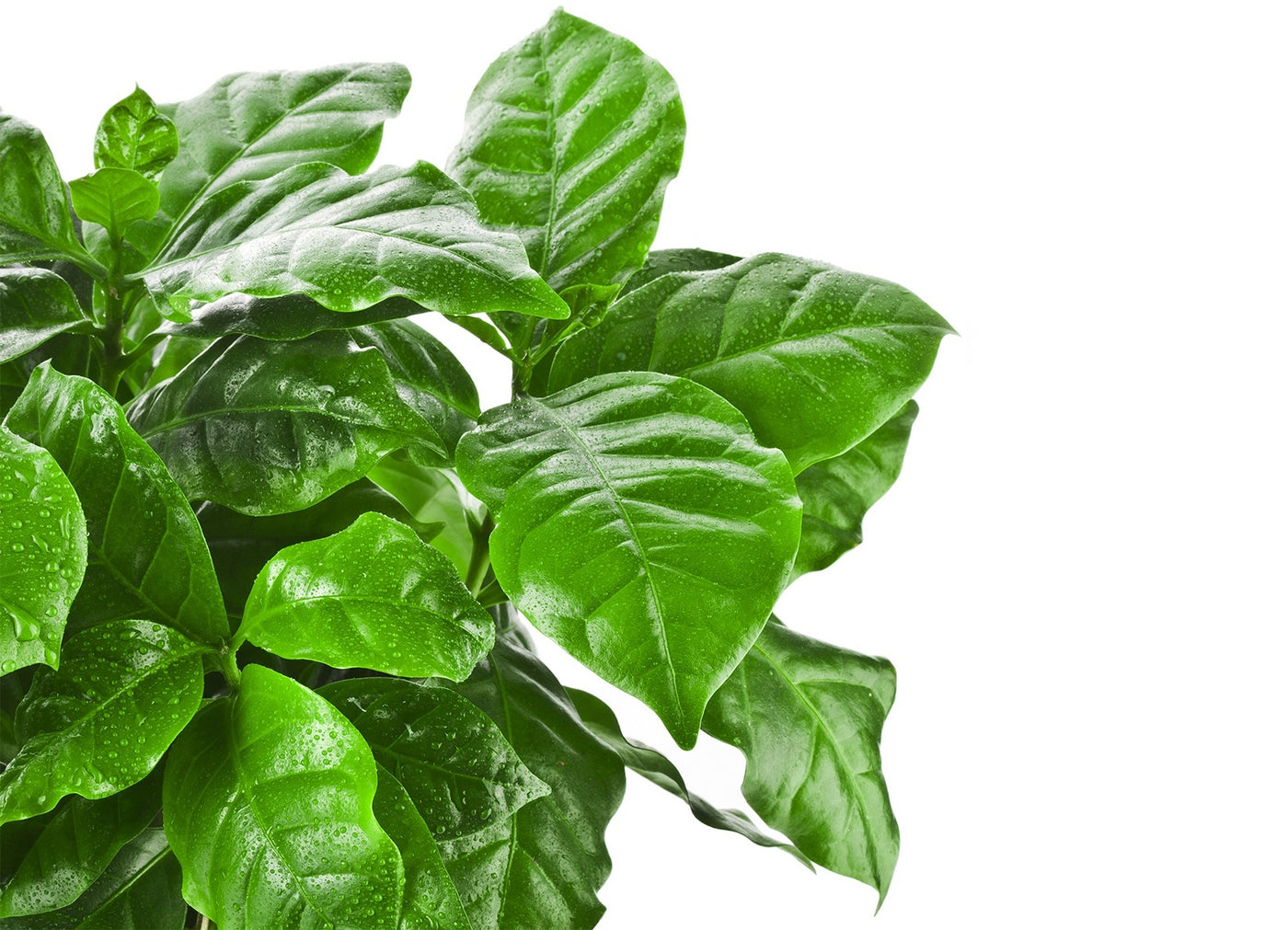 Lot De 2 Caféiers Arabica – Plante D'Intérieur