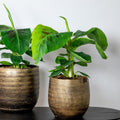 Bananier Musa Tropicana – Plante D'Intérieur