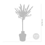 Lot De 2 Salix Flamingo – Plante D'Extérieur