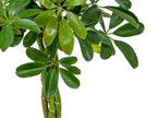 Schefflera Arboricola – Plante D'Intérieur