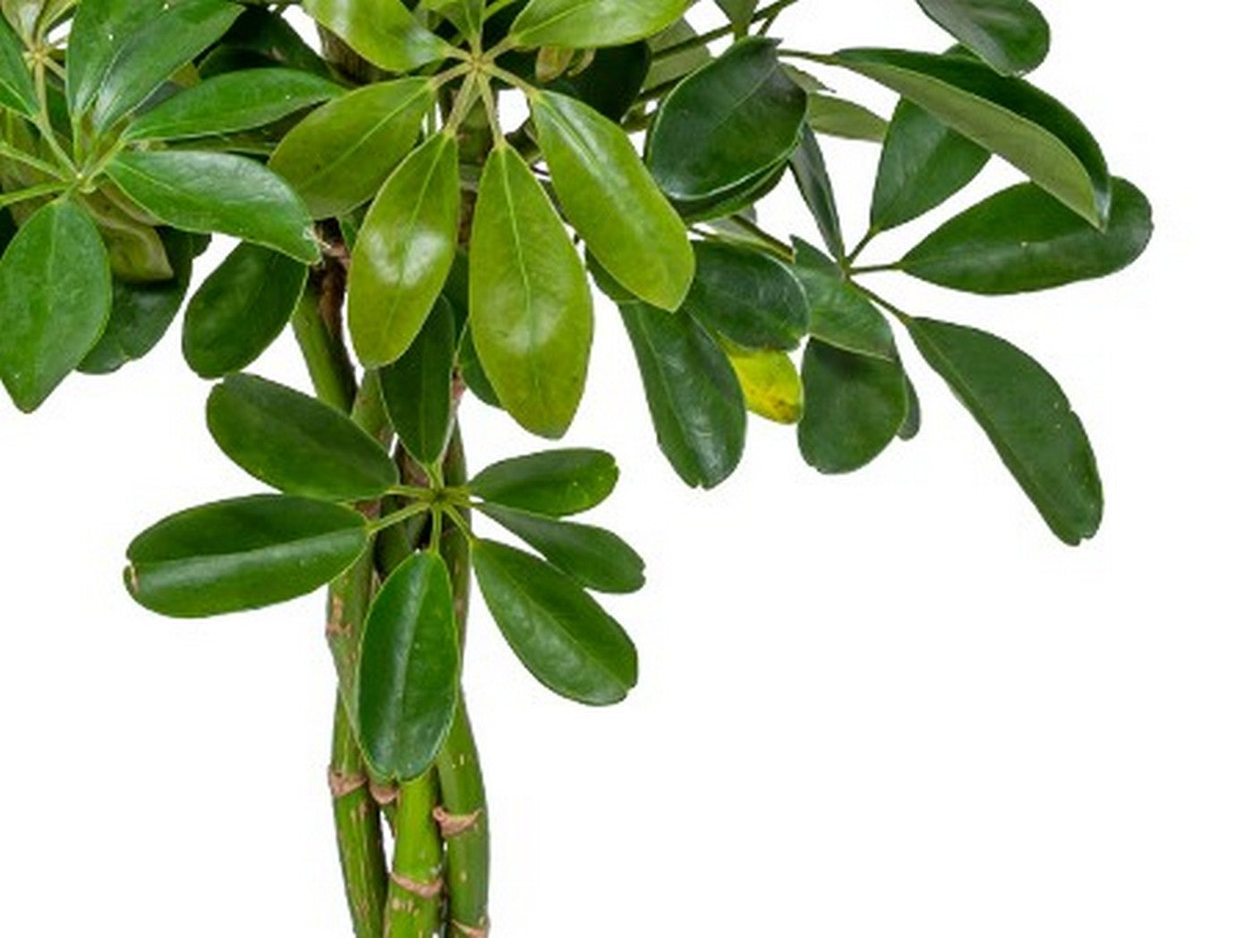 Schefflera Arboricola – Plante D'Intérieur