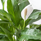 Spathiphyllum Bingo Cupido – Plante D'Intérieur