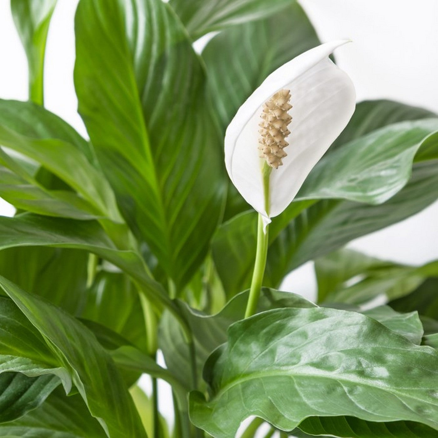 Spathiphyllum Bingo Cupido – Plante D'Intérieur