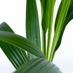 Cocos Nucifera – Plante D'Intérieur