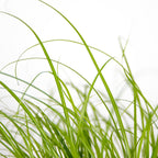 Lot De 3 Cyperus Zumula Herbe À Chat – Plante D'Intérieur