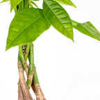 Pachira Arbre À Monnaie – Plante D'Intérieur