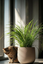 Lot De 4 Herbe À Chat Cyperus – Plante D’Intérieur
