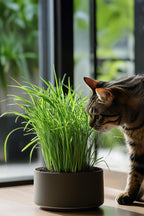 Lot De 4 Herbe À Chat Cyperus – Plante D’Intérieur