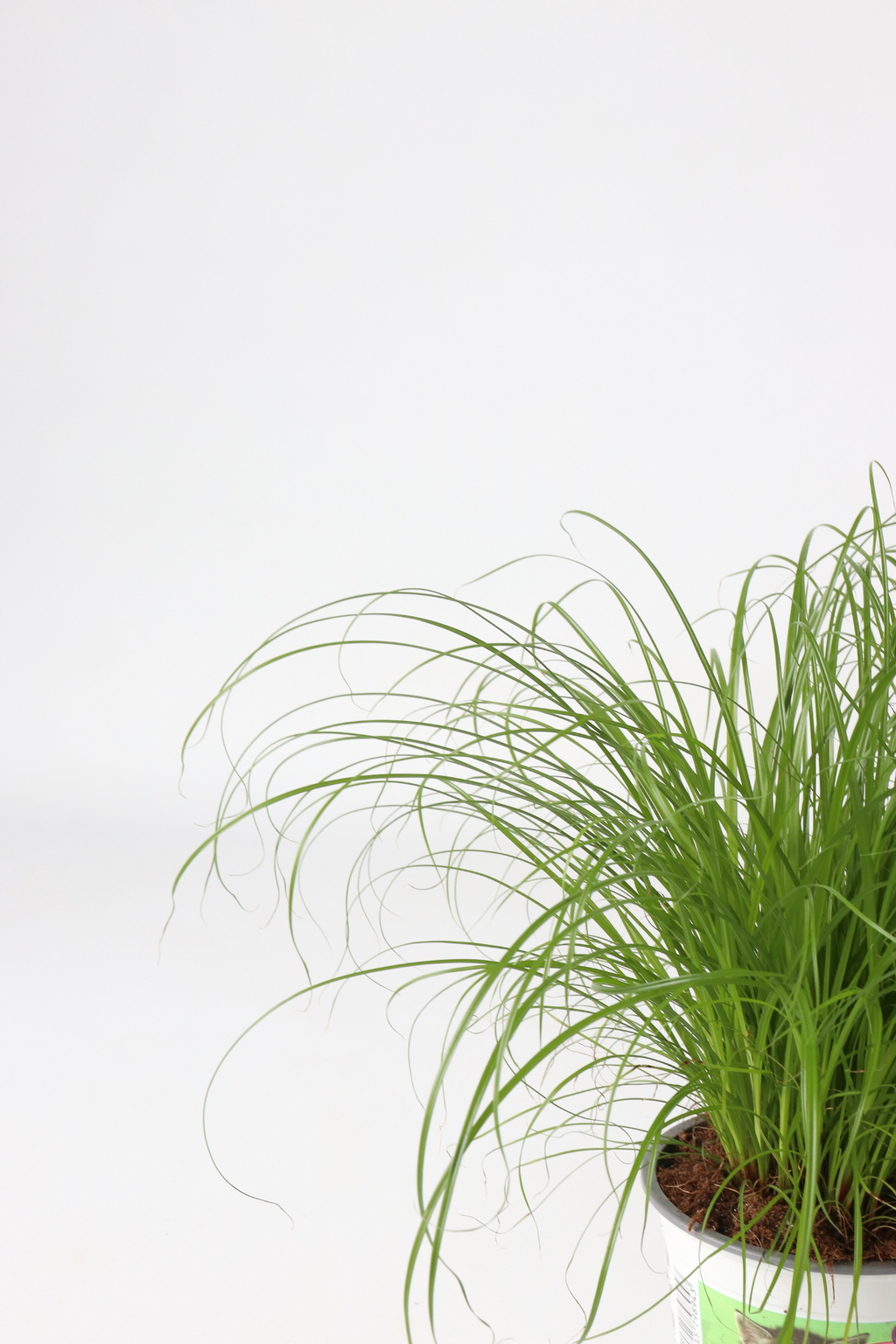 Lot De 4 Herbe À Chat Cyperus – Plante D’Intérieur