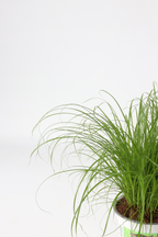 Lot De 4 Herbe À Chat Cyperus – Plante D’Intérieur
