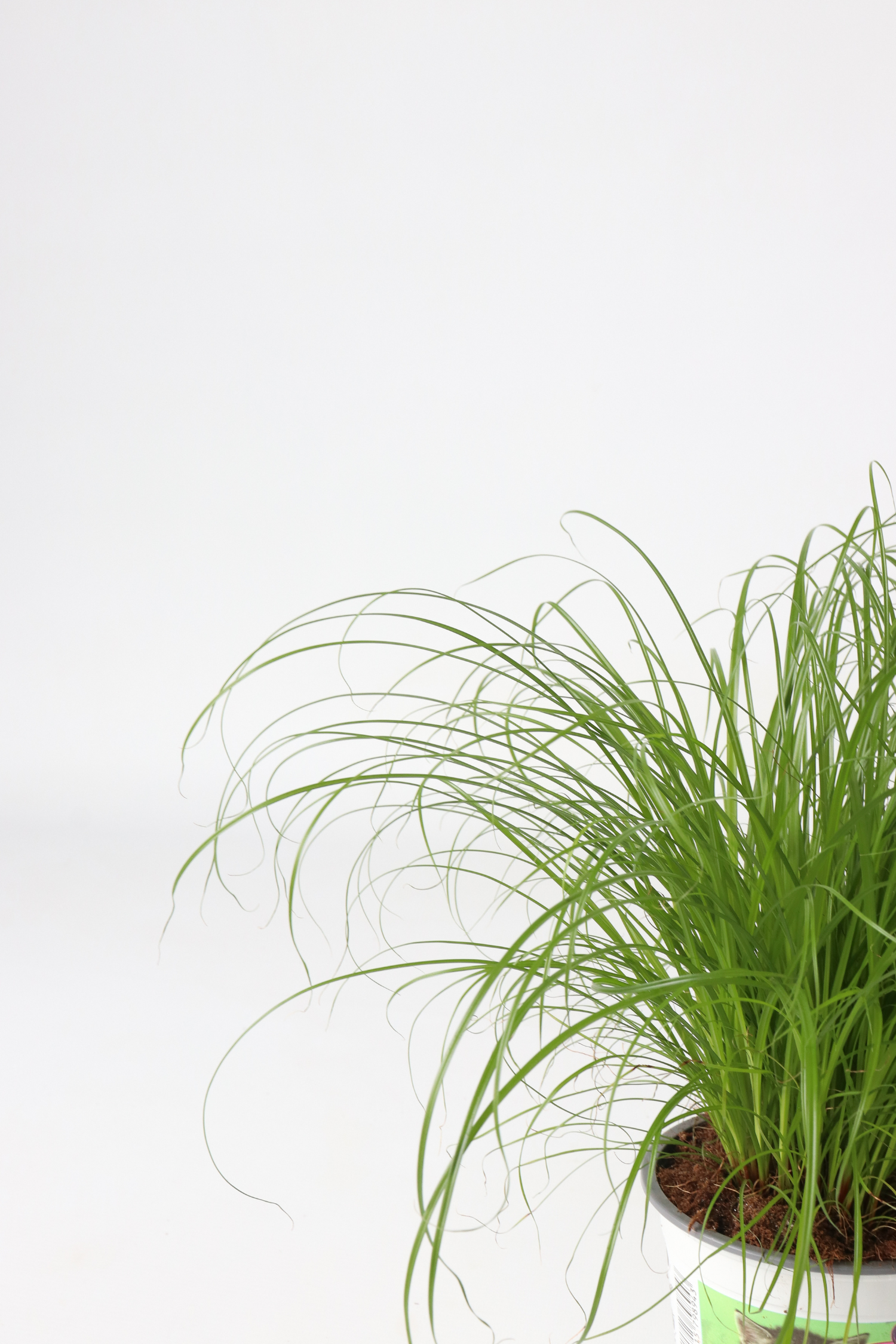 Lot De 4 Herbe À Chat Cyperus – Plante D’Intérieur