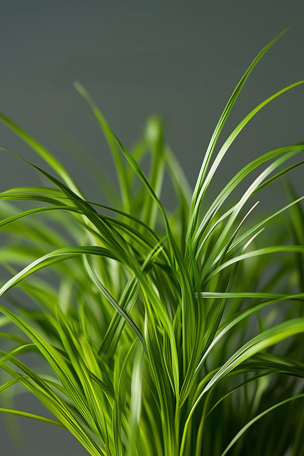 Lot De 4 Herbe À Chat Cyperus – Plante D’Intérieur