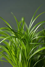 Lot De 4 Herbe À Chat Cyperus – Plante D’Intérieur